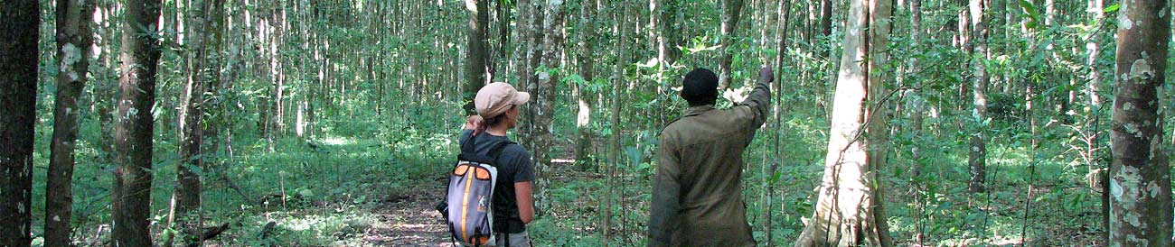 Chimps, Gorillas & Game Explorer
